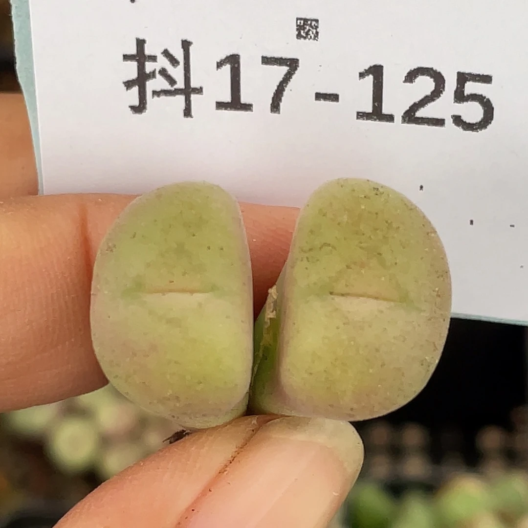 17-125空卡佛多肉植物