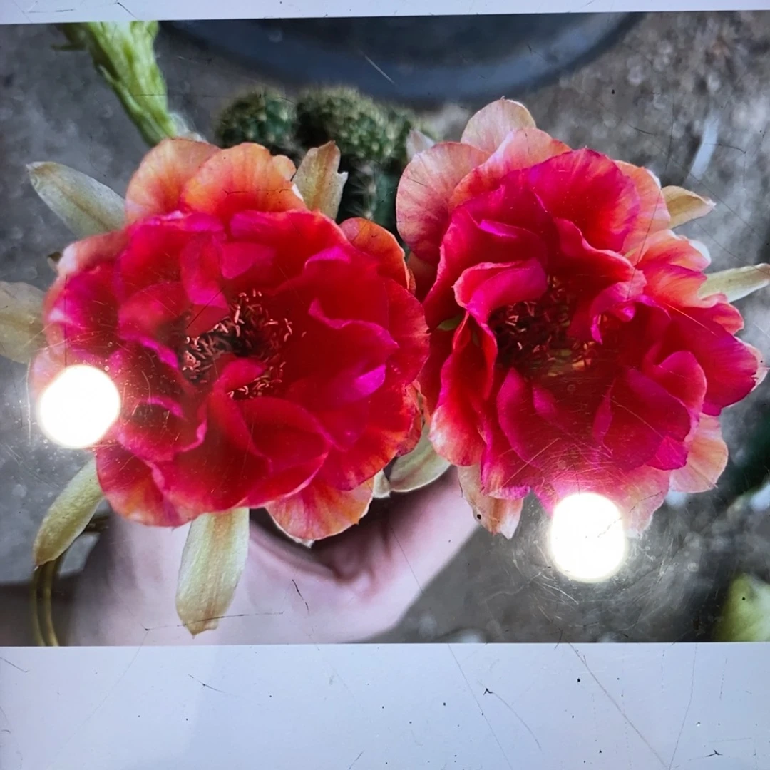 新品丽花秋香侧芽一个