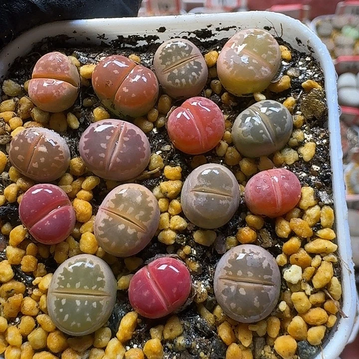 生石花2:：：：。  515号 小