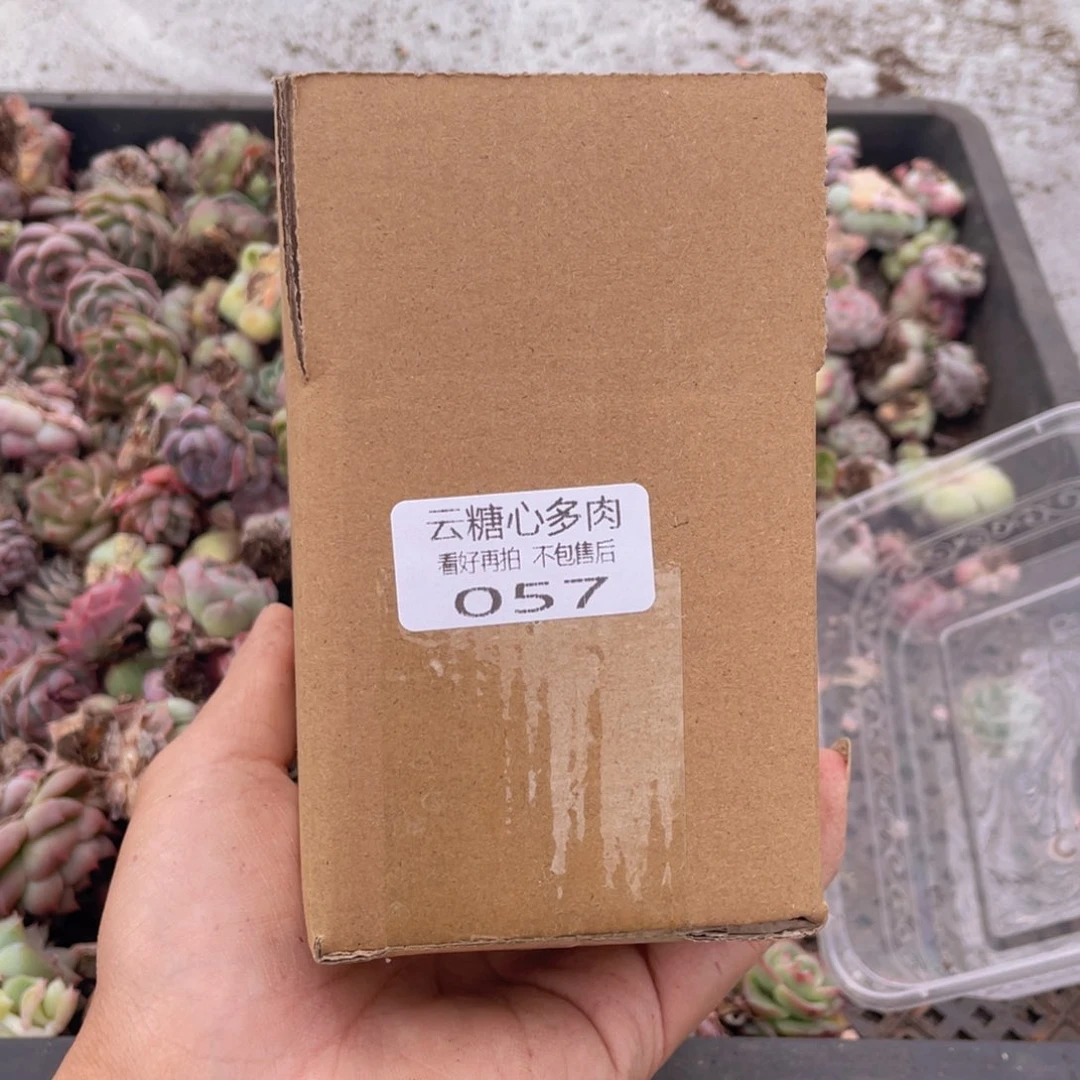 云糖心多肉植物57