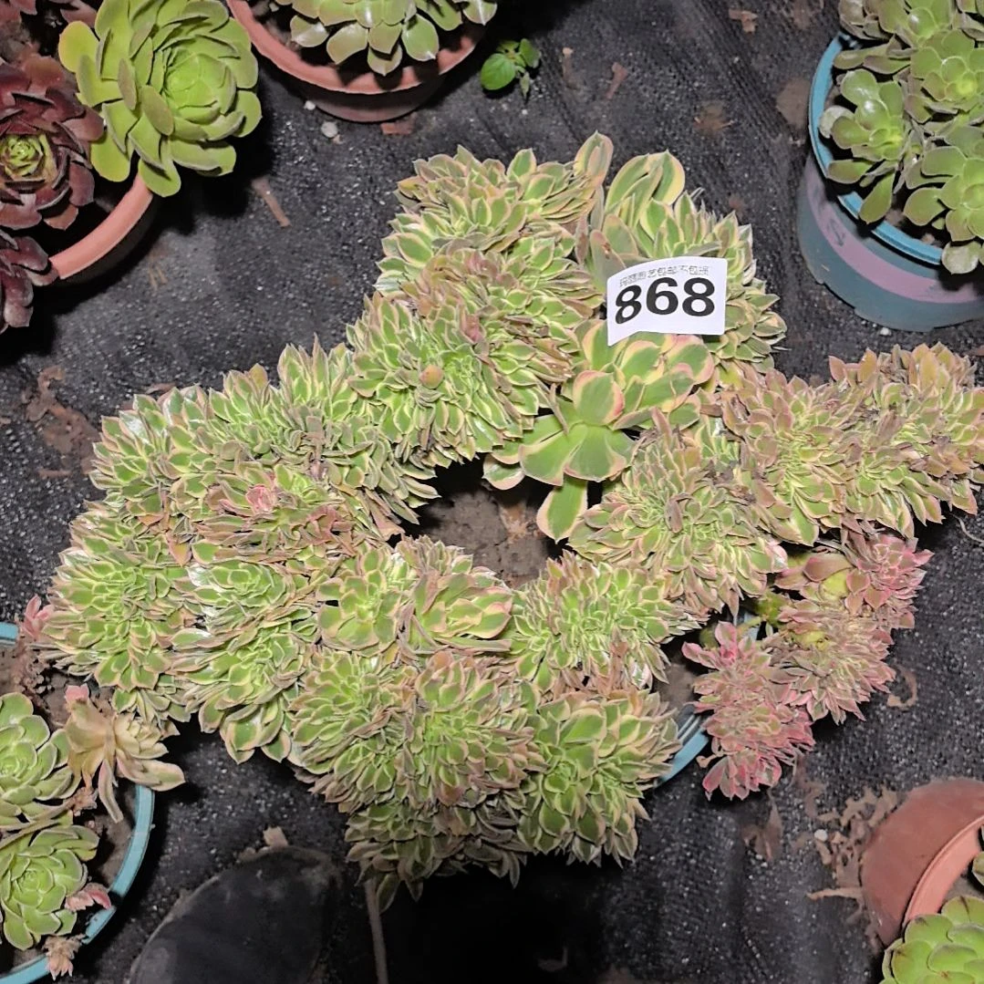 868女神缀花花花3-8