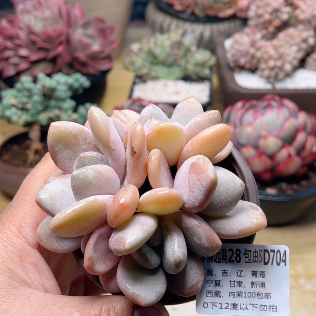 【闪购商品】704粉兔