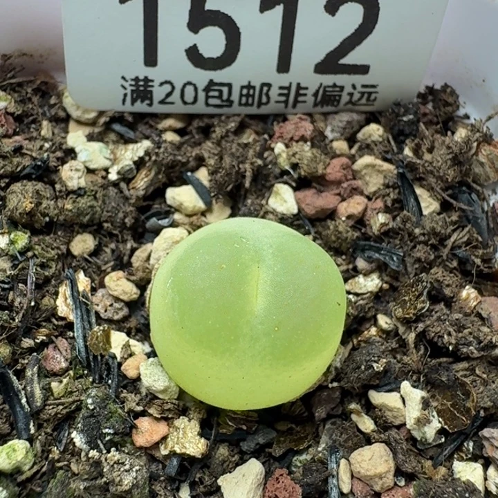 拉登1.4带盆土。