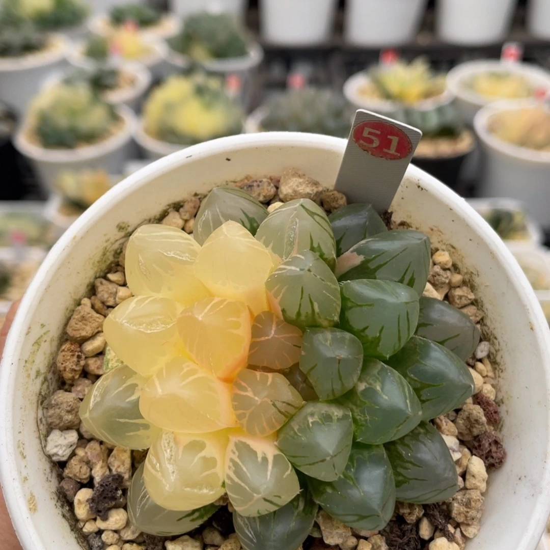 51 om玉露锦 小蔡的菜园