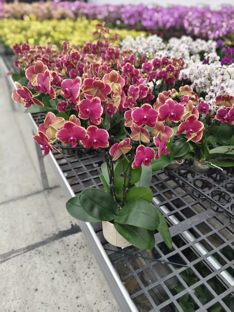 蝴蝶兰【吉祥】紫粉色系经典名兰室内绿植盆栽花期长适合送礼