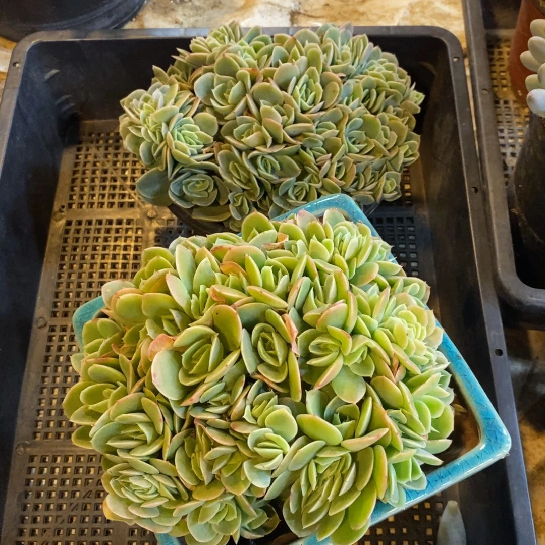 自然科学与人类发展第一线生机第二