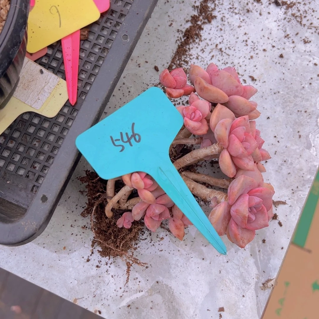 福利来啦打榜啦我的