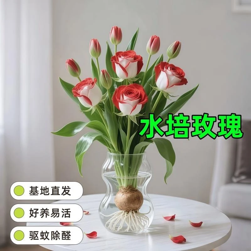 卡资兰【新款】浓香型玫瑰花驱蚊虫好养水培耐热花卉办公室内绿植