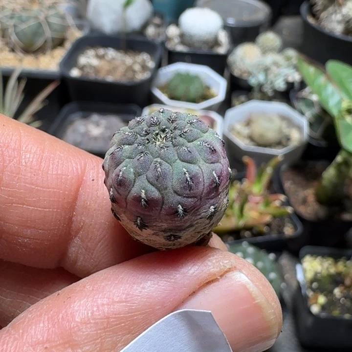 725紫丽丸脱土发货