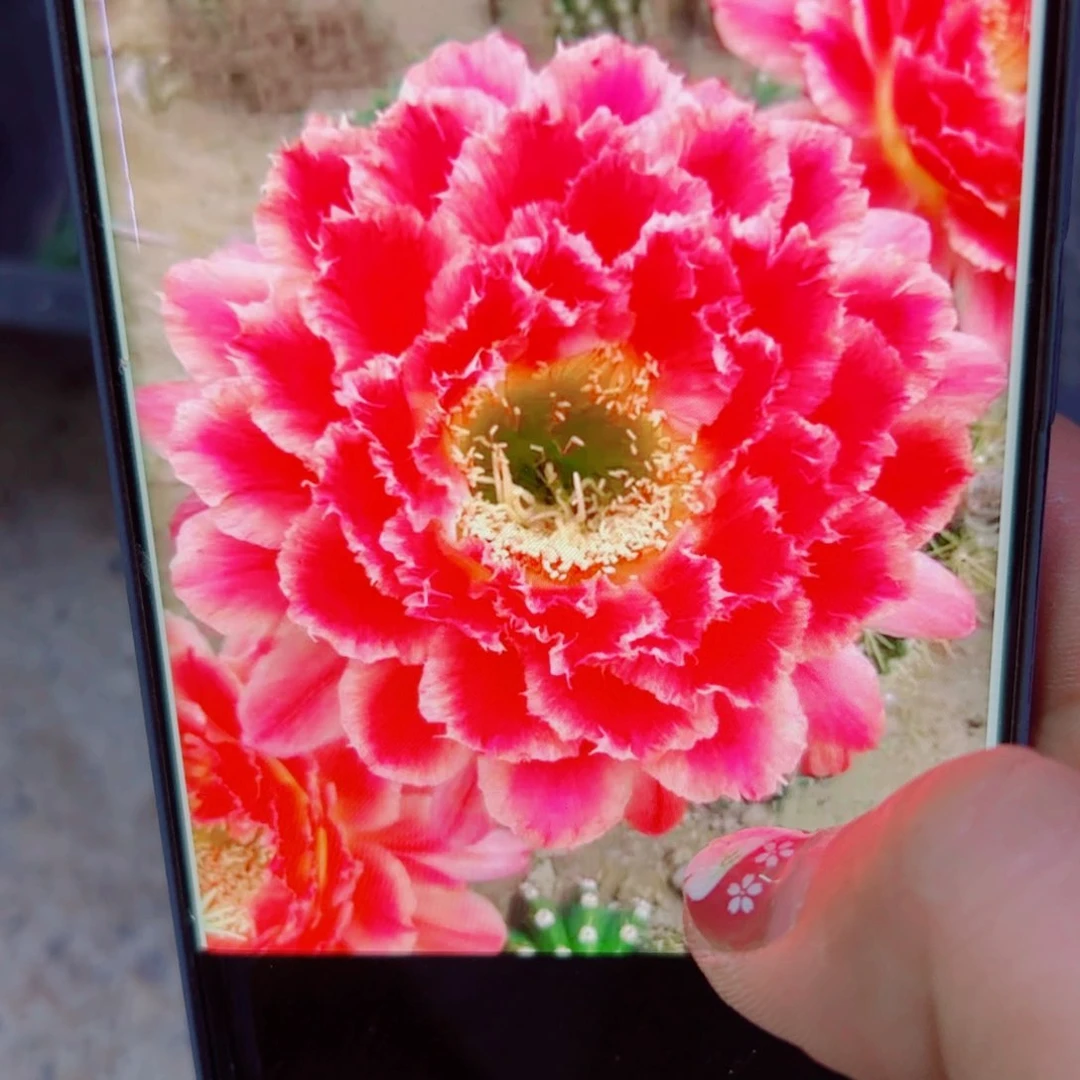 下31毛蒙娜丽莎歪无根侧芽4公分左右20包邮