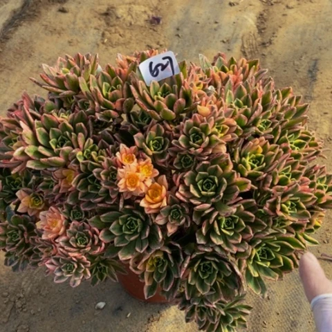 飘庄627多肉不包断