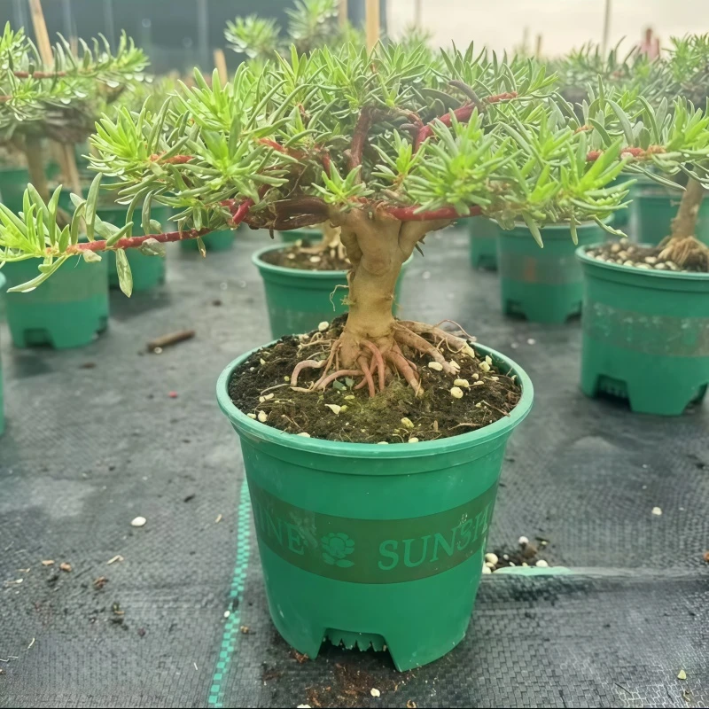 太阳老桩多色重瓣开花阳台盆栽花卉四季耐寒太阳花桩带根带根室内