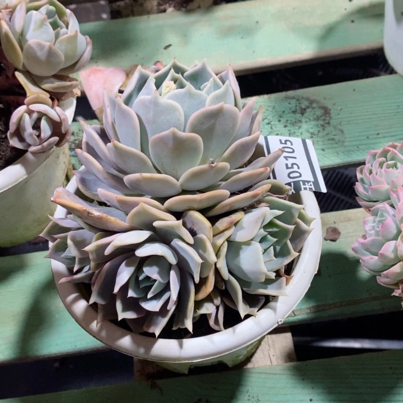 【闪购商品】露西娜05105