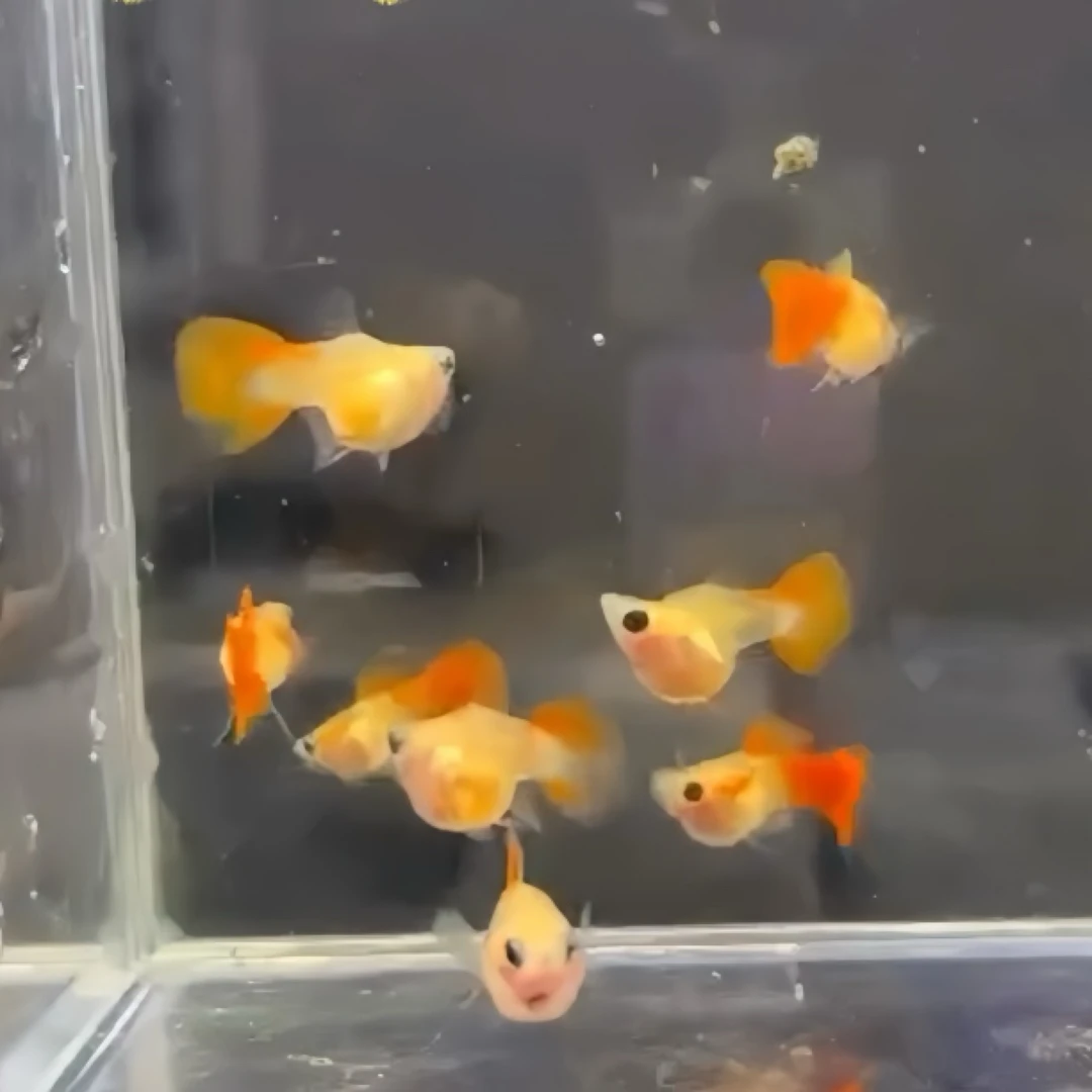 孔雀鱼一物一拍哦