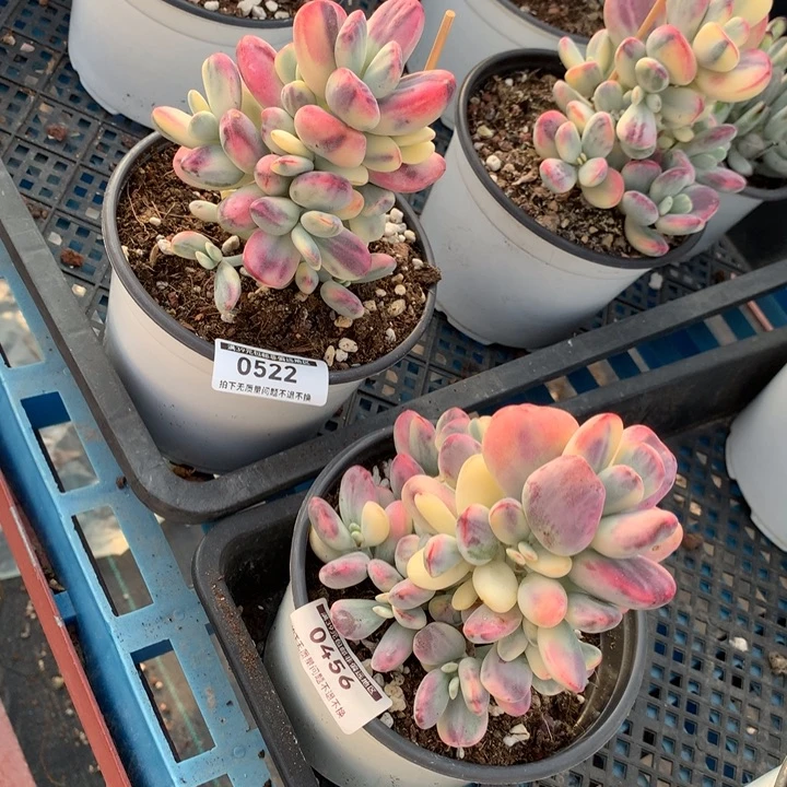 凉***开无花朵专拍链接多肉