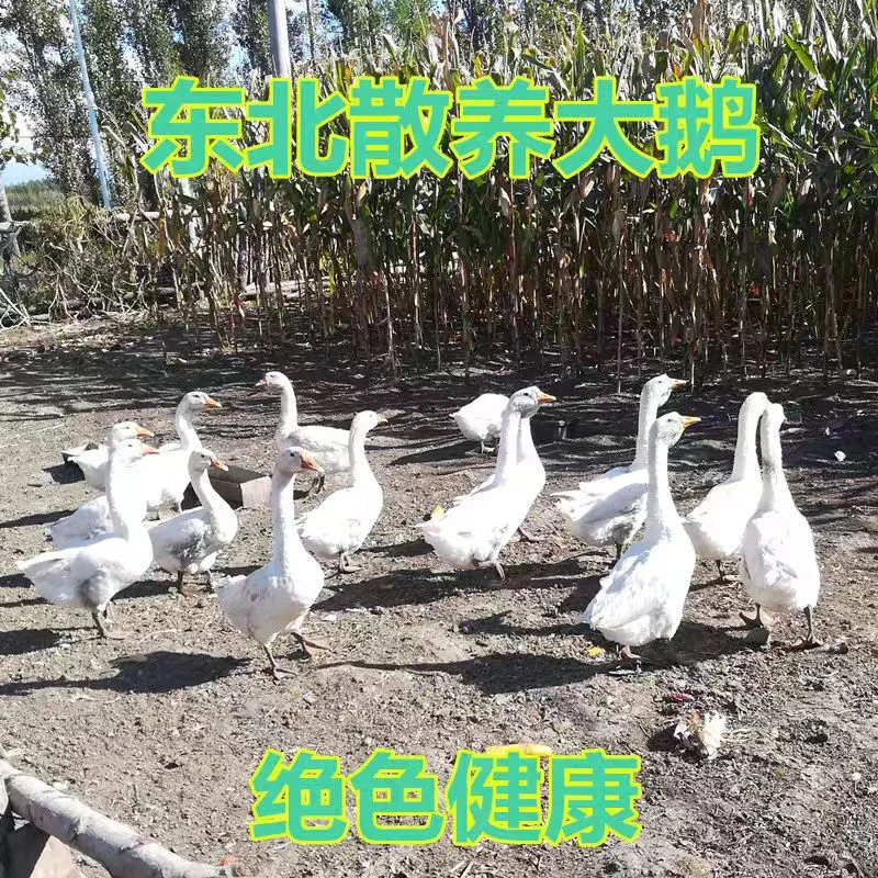 东北农村粮食喂养大鹅顺丰包邮！【活动价】