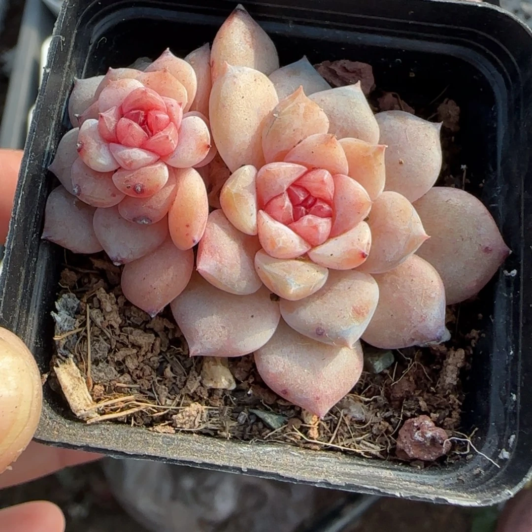 多肉小卡拉米糖心一物一拍