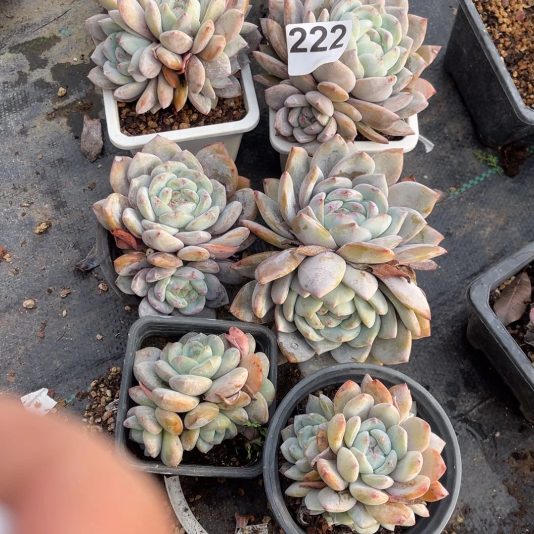 【闪购商品】济**南