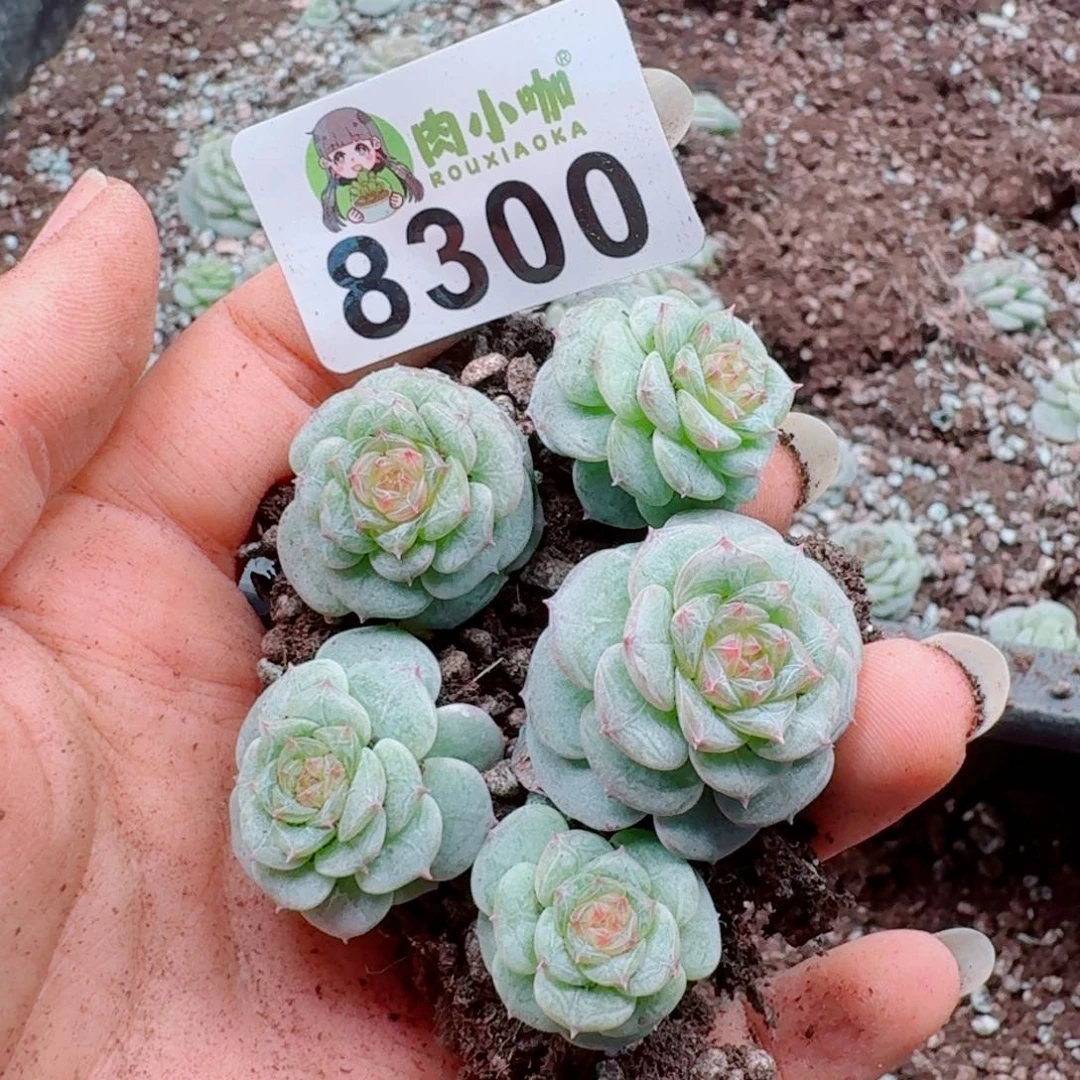 多肉植物多肉植物