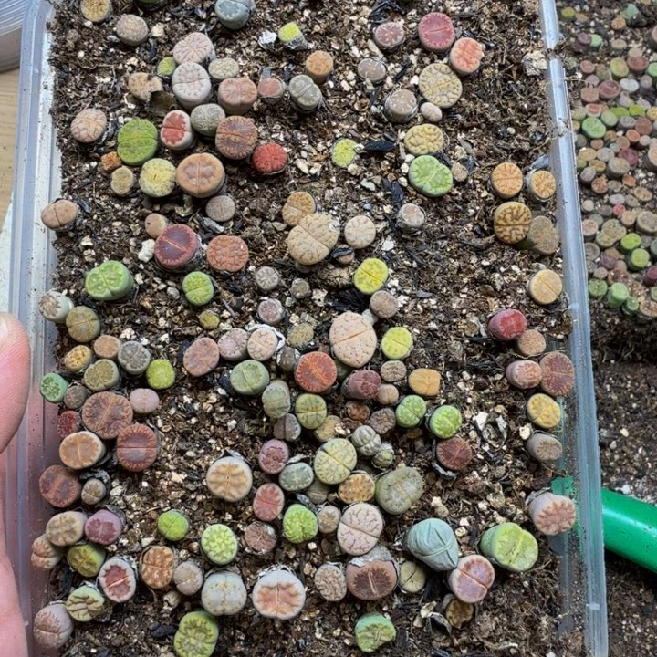 多肉植物的生长427