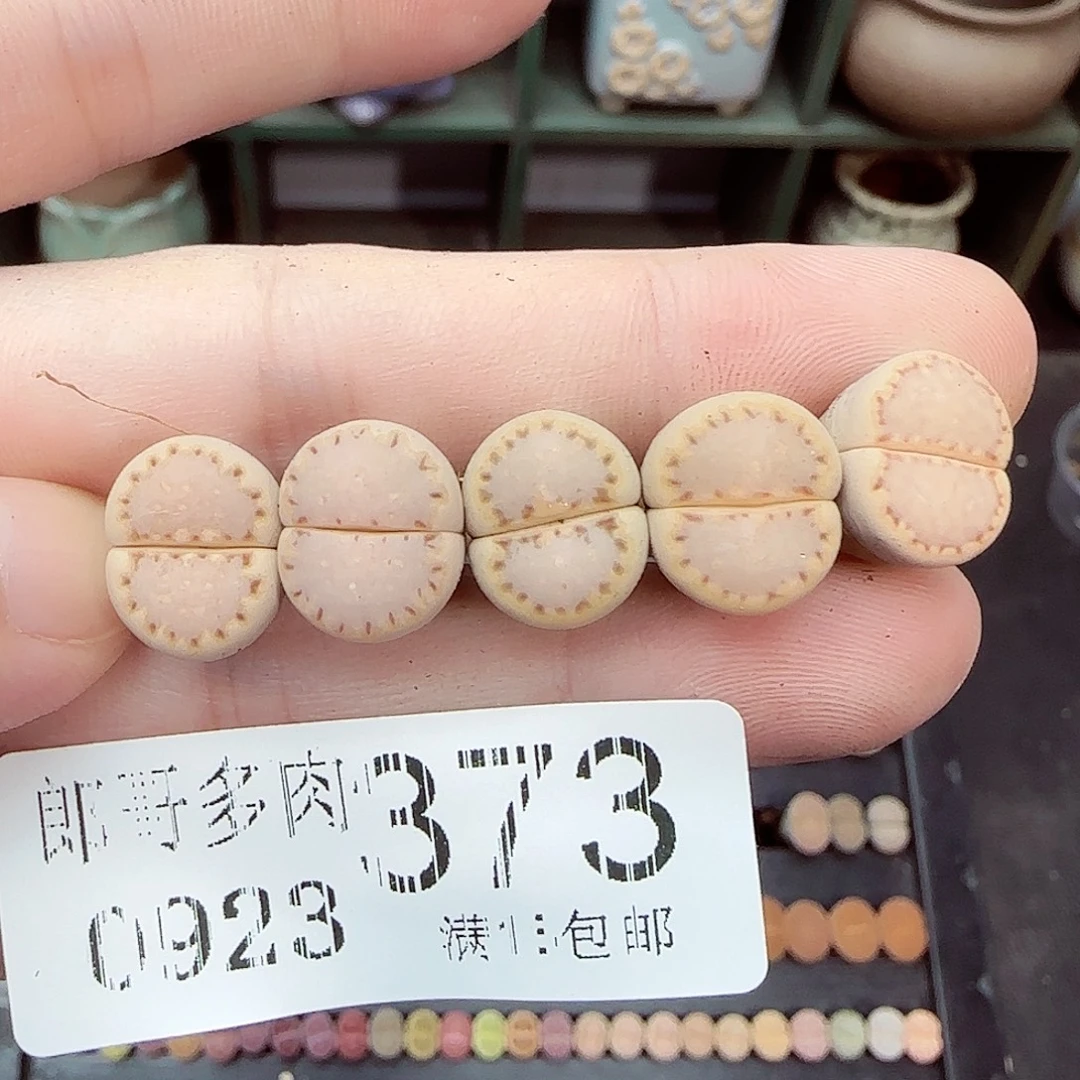 满满18包邮0923-373