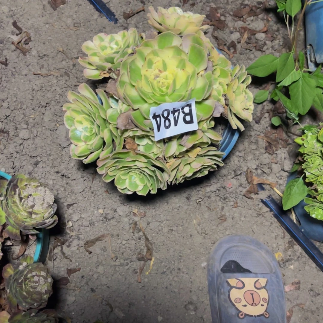 水中月28///53包邮