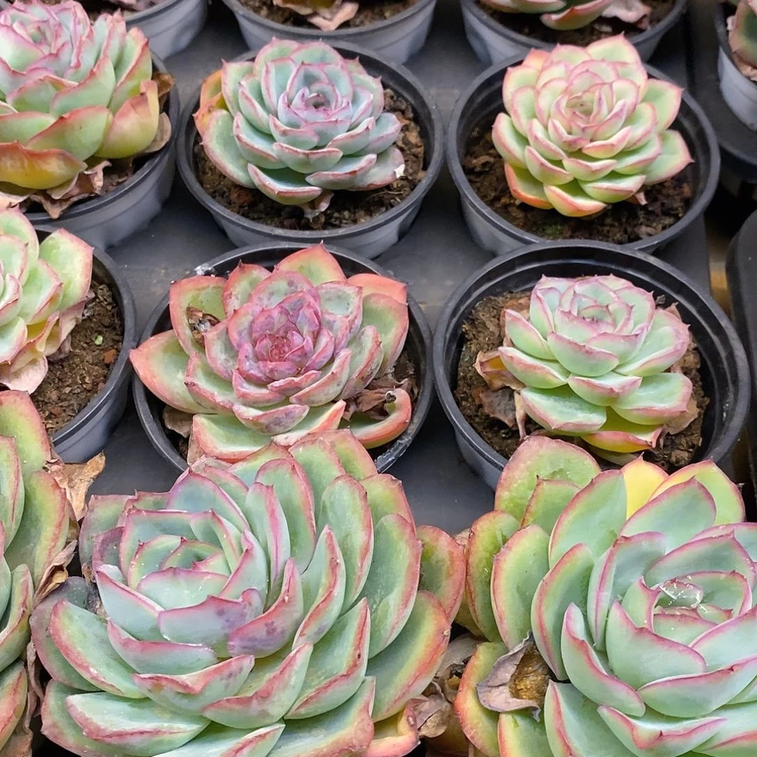 团。柠檬晨露。福利多多