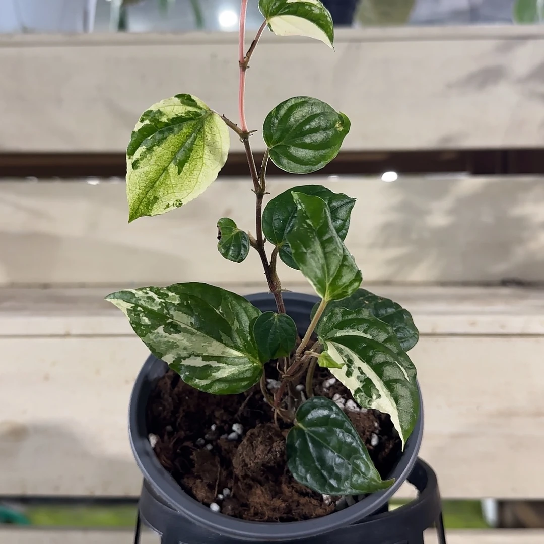 无花朵白锦胡椒白锦