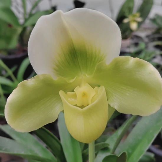 无花朵绿肉饼单苗单花剑