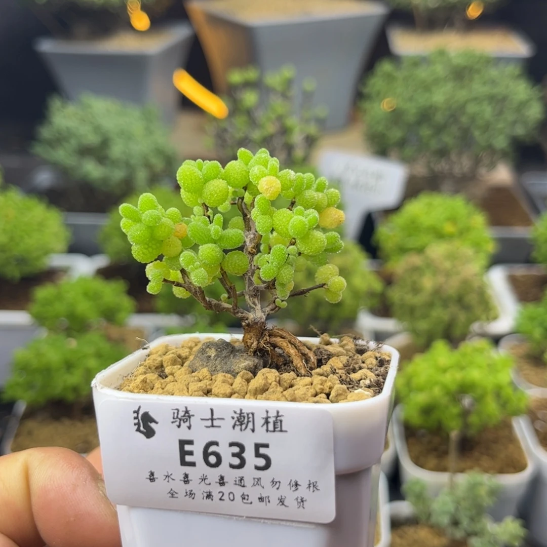 635金桔糖球提根造型桩