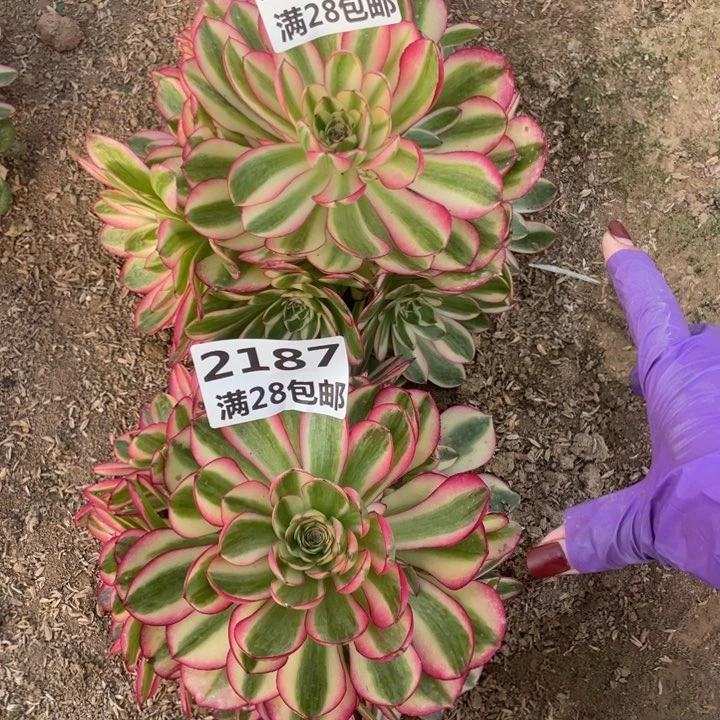 阳**活2186/2187两个倾城二号棚M