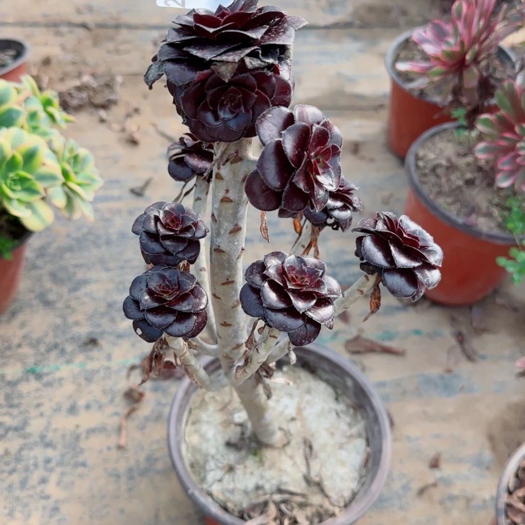 墨法师459满20包邮断枝不包