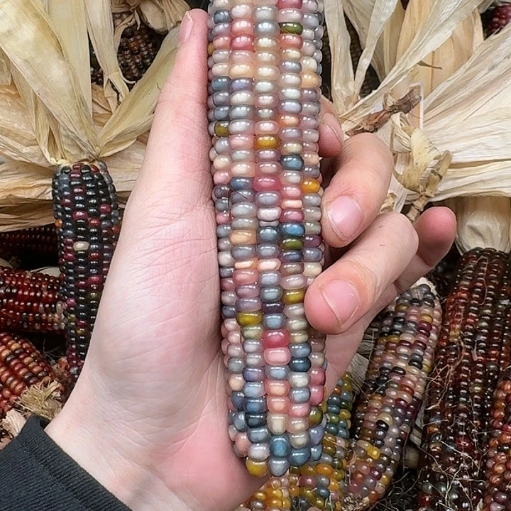 柏香籽/百香籽吊坠喵****儿