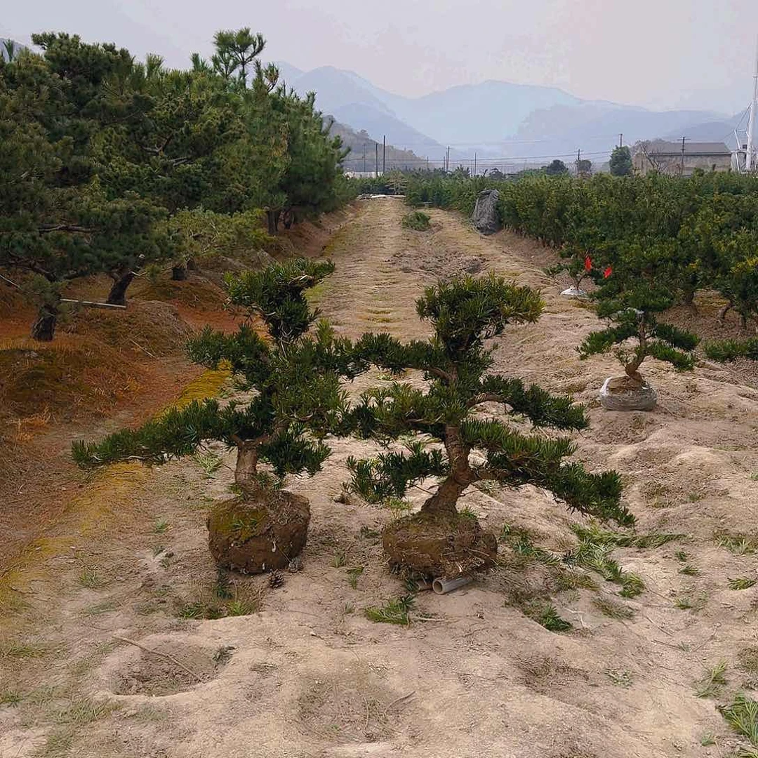 罗汉松盆景艺术饶****浴