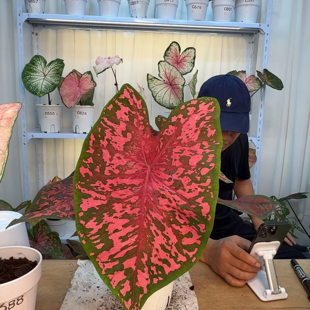 无花朵粉红豹   C858