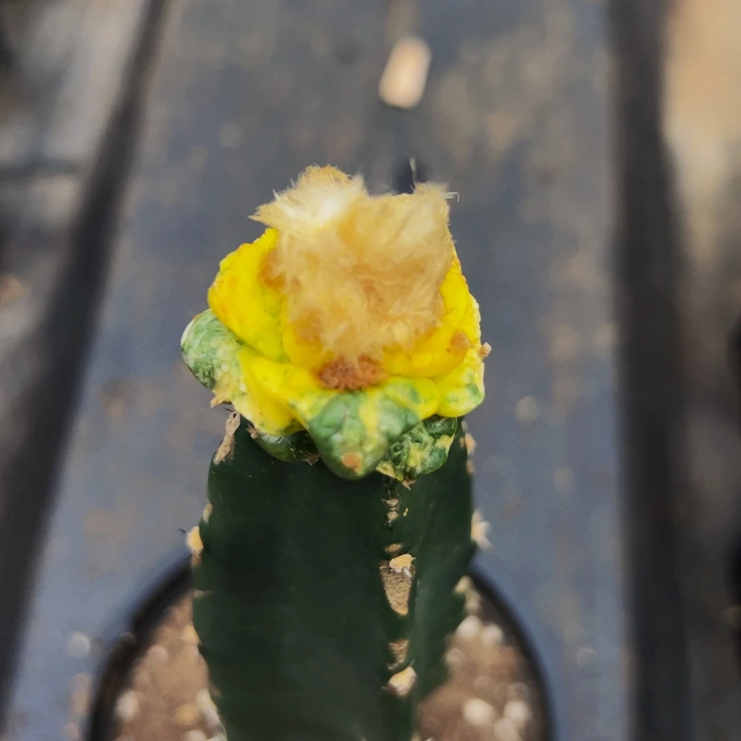 无花朵福利龟甲牡丹404