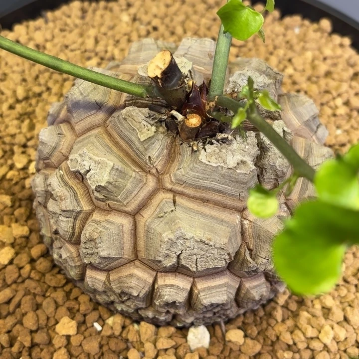 2503号龟甲龙带盆包邮尺寸12+