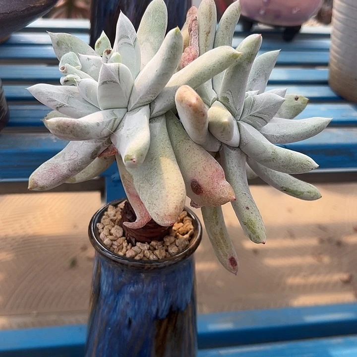 多肉拇指一物一拍