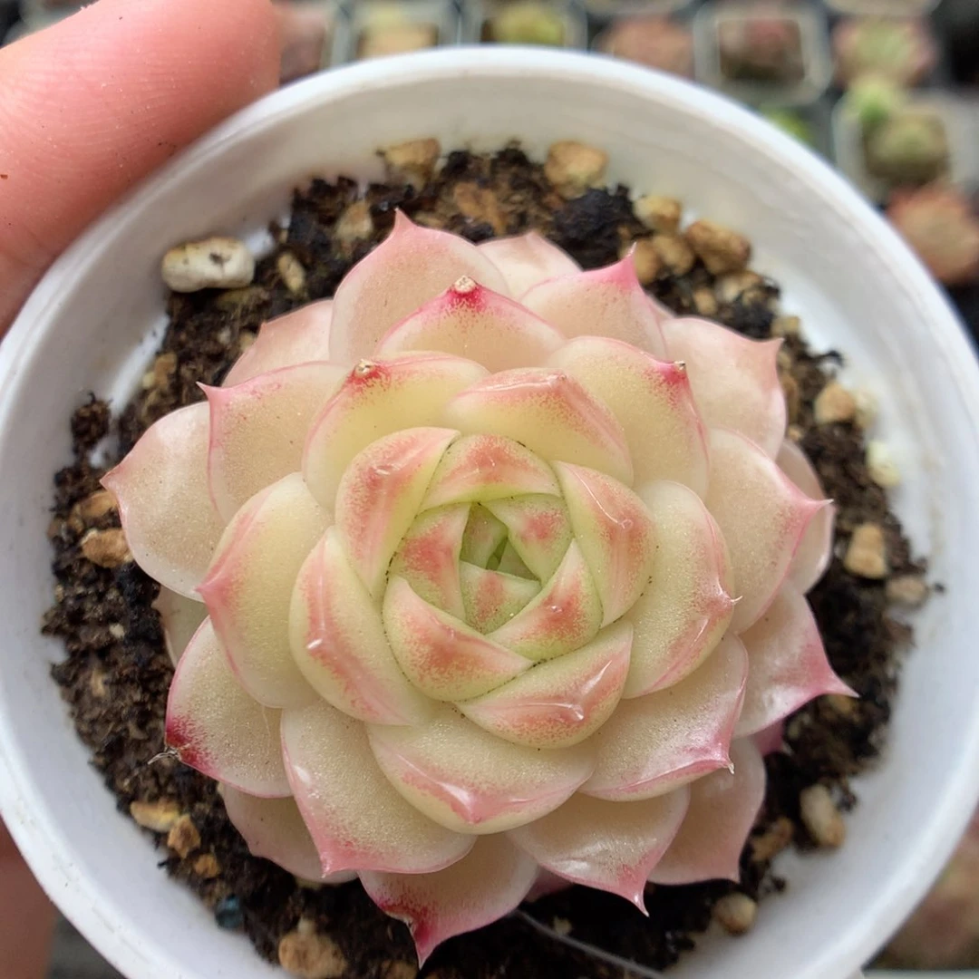 C16优选山茶花麦杆