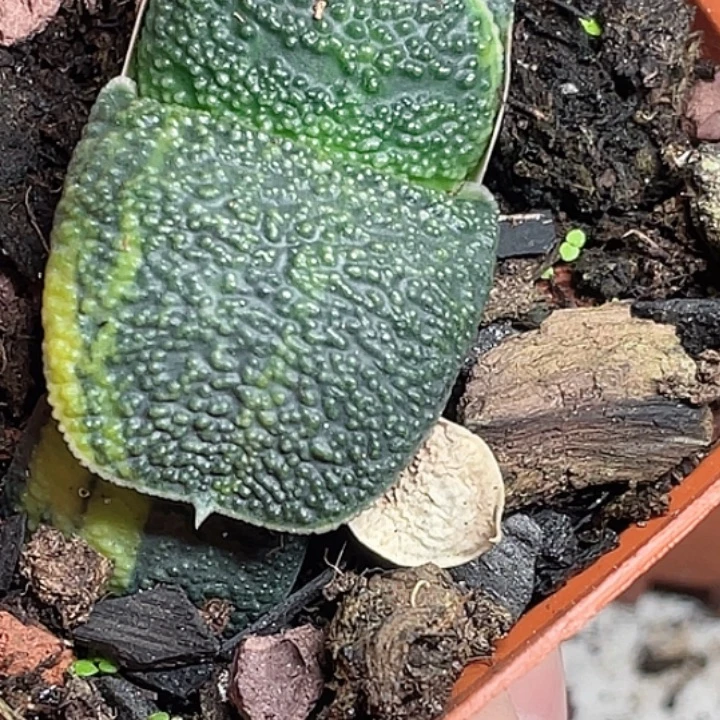 一物一拍竞拍福利拍