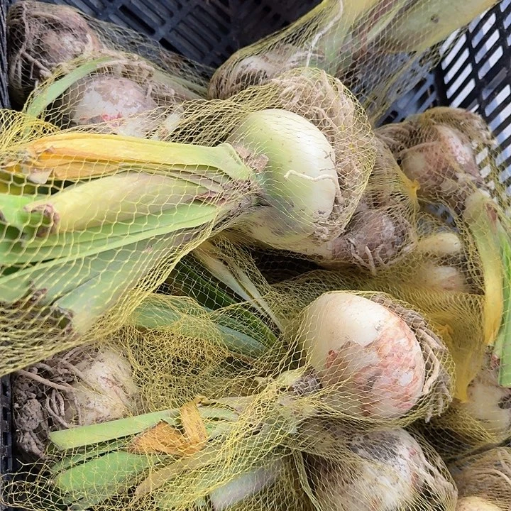 进口品种混球直径8+基地球