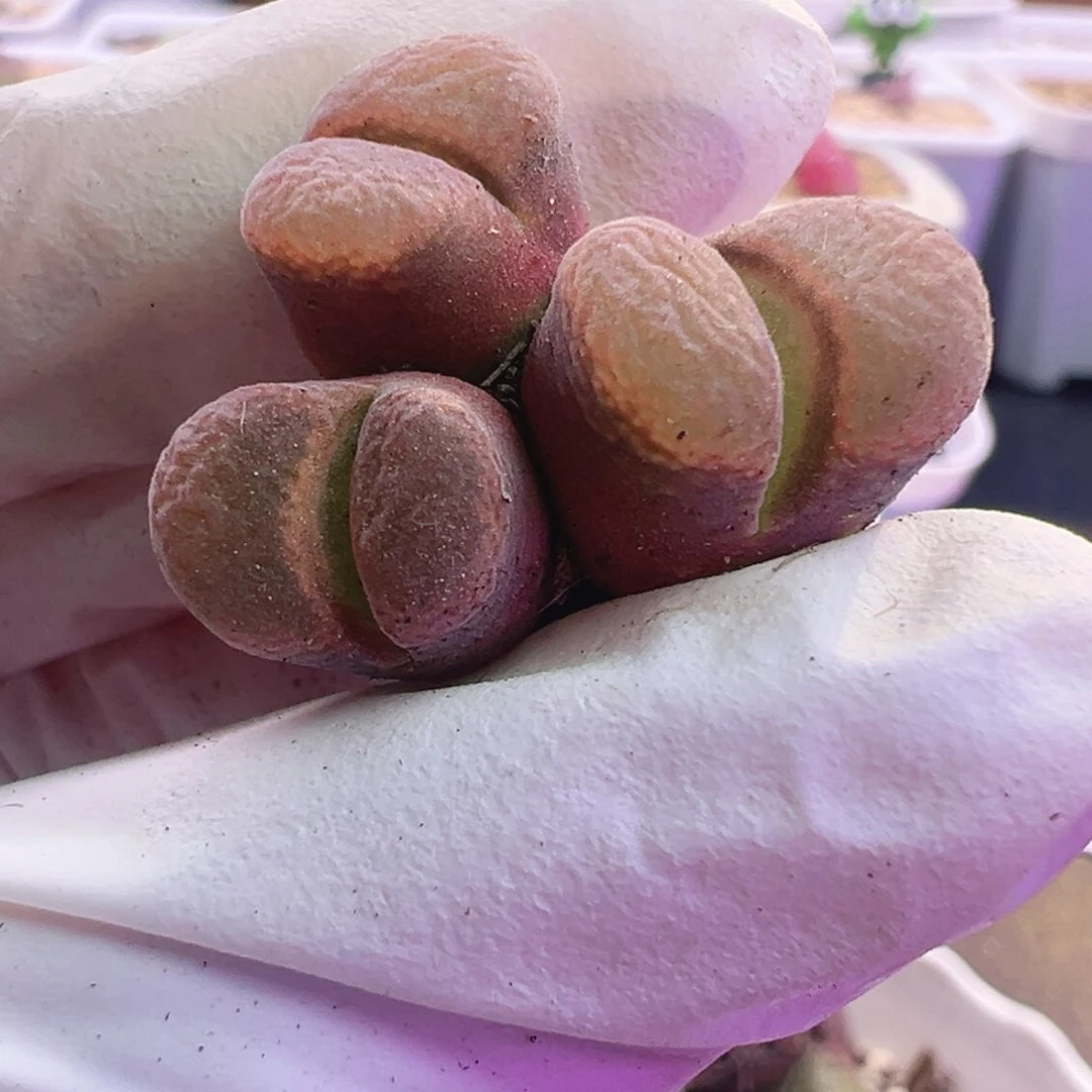 3号特特特特特特特
