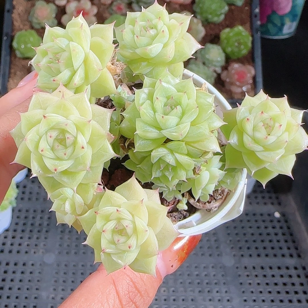 1027-198麦秆优选不包整