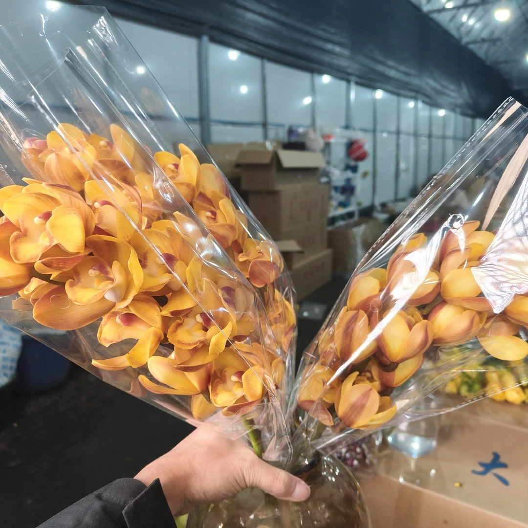 【A级大花蕙兰佛光】云南基地直发鲜切水养超长花期室内年宵花