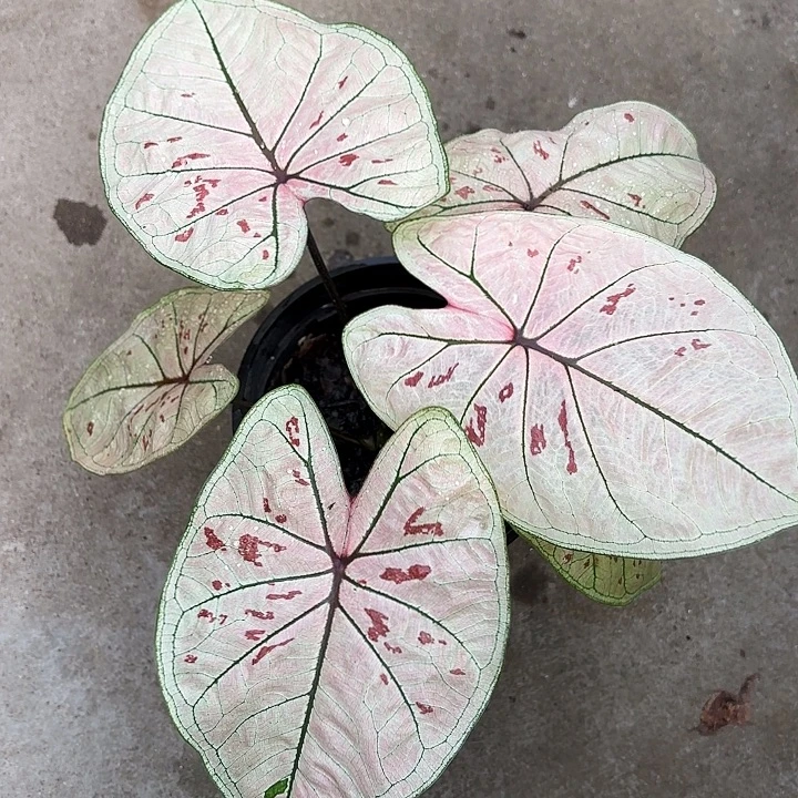 32-1208珠光草莓广东现货