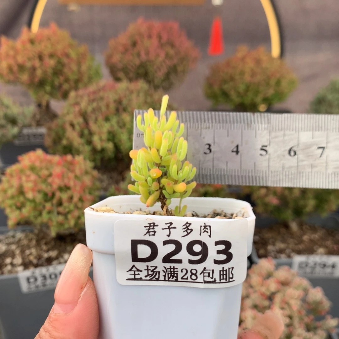 293黄锦。                