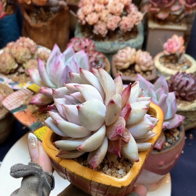 【闪购商品】野*卡杂双头