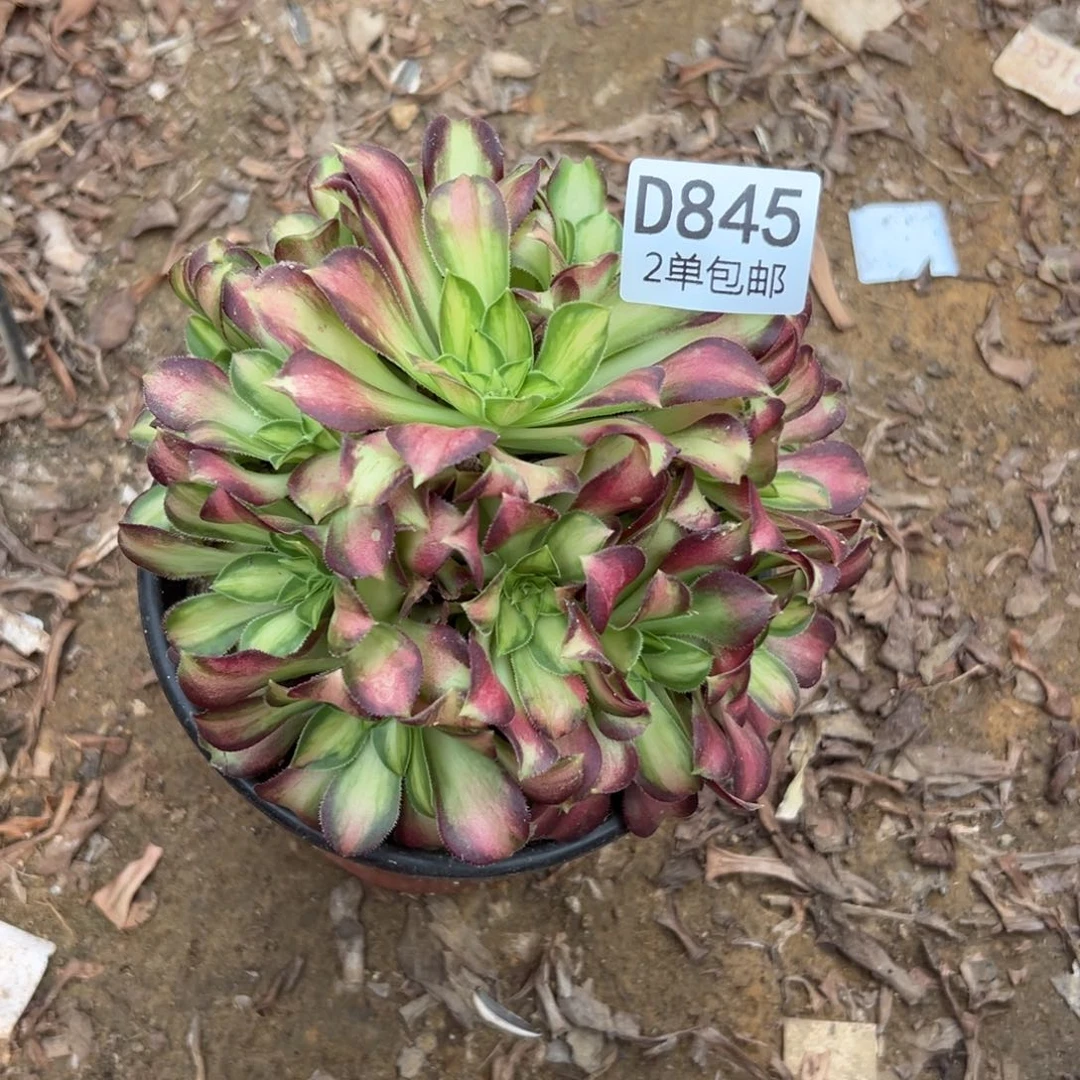 845多肉   韶华不包断头