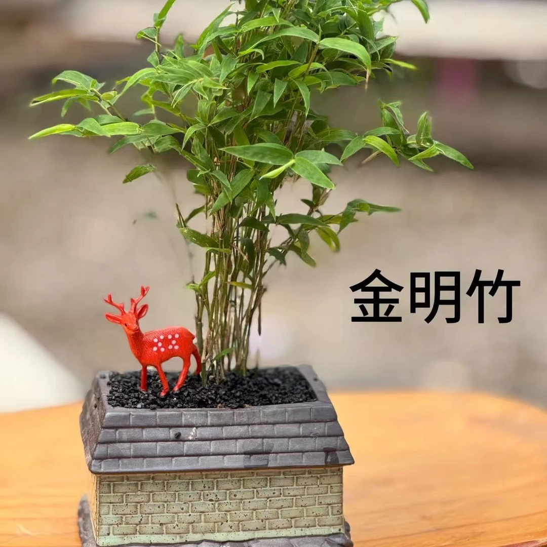 盆景室内鲜活好养大气美观净化空气绿植金明竹