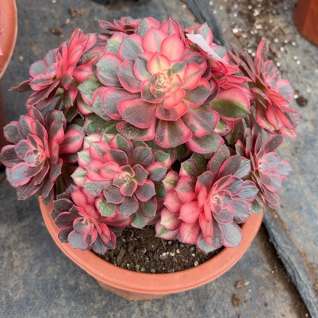 11黑魔锦多肉植物系